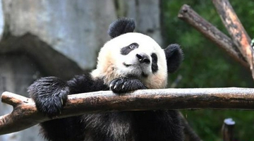 成都大熊猫"金宝"因长相潦草而走红