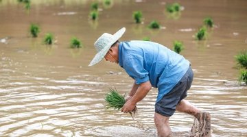 四川合江：谷雨将至忙插秧