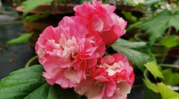 成都植物園的太空芙蓉盛開了