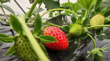 受气温影响，成都本地冬草莓晚熟
