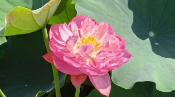 一池荷塘 满村荷香