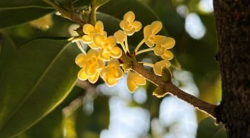 金堂第一波桂花已经开了