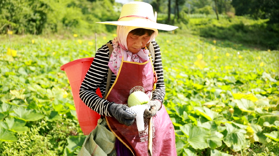 村民采摘新鲜蔬菜