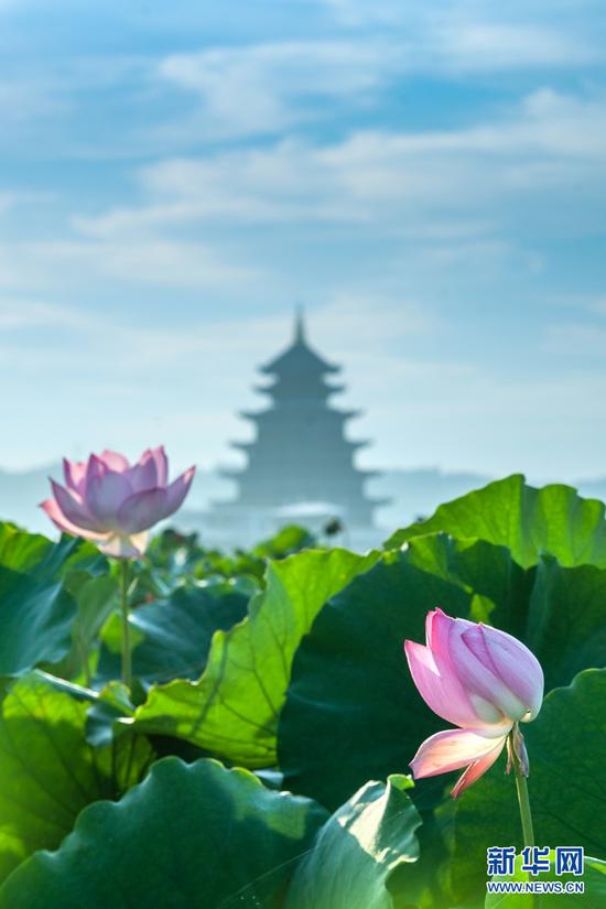 映日荷花别样红