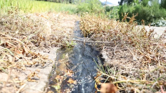 乡镇协调提灌站使用提灌机组提水抗旱，清水流进田间