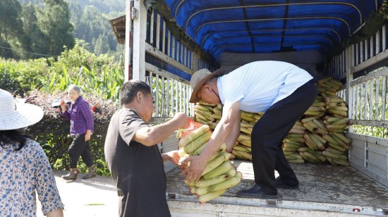 把玉米整齊裝車,發(fā)往各個地方