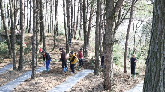 村民们正在林下劳作