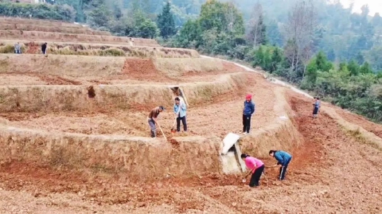 村民们正在热火朝天地进行冬小麦种植