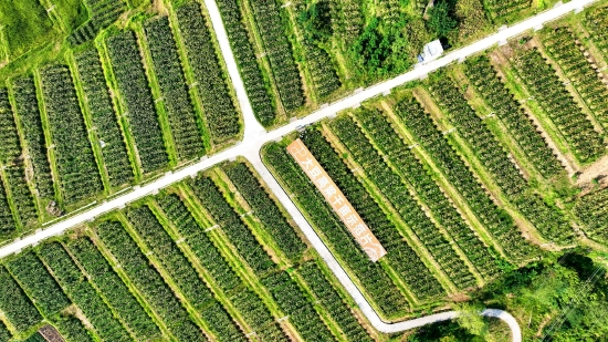 大豆高粱千畝示范片