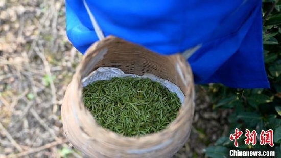 四川宜宾叙州区：抢“鲜”采摘早春第一芽