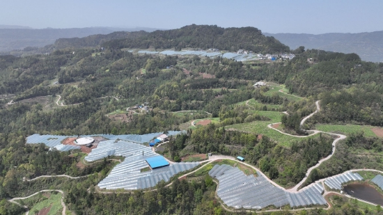 仁义村千亩车厘子基地