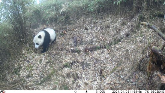 四川芦山再现大熊猫、羚羊、雪豹等国家级保护动物