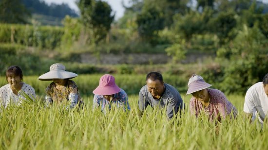通川:共赴秋实之约,19.6万亩水稻"丰"景如画_新浪四川_新浪网