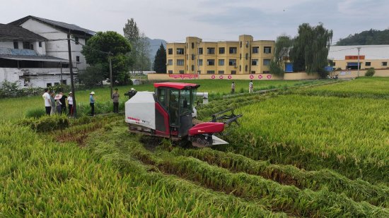 机收水稻  王小刚 摄