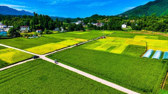 稻浪翻滚  王小刚 摄