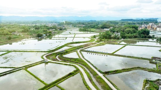 石桥铺稻虾综合种养育苗基地（姚闯摄）