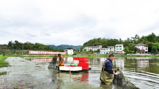 打捞收获小龙虾（姚闯摄）