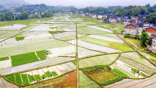 杂交水稻制种基地育苗移栽现场