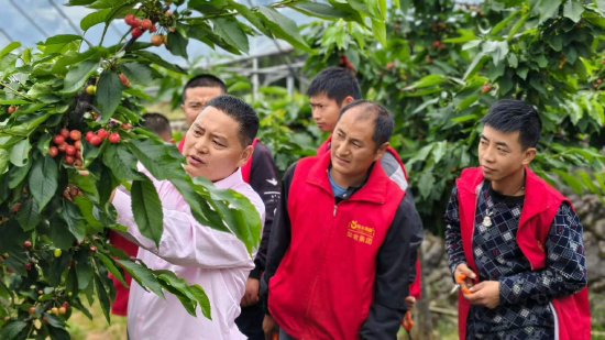 陈小龙（左）正在果园为残障员工讲解车厘子栽培技术