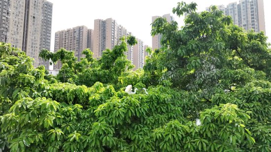 悠闲自在的白鹭