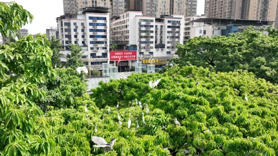 悠闲自在的白鹭