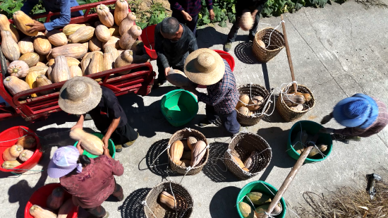 村民搬运南瓜