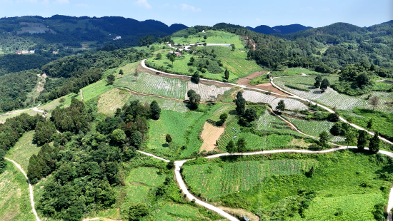 巴山绿源有机蔬菜基地