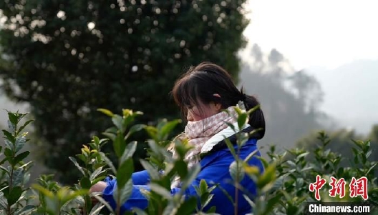 四川宜宾叙州区：抢“鲜”采摘早春第一芽