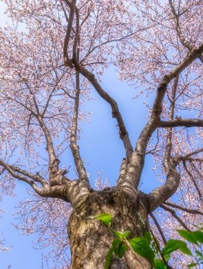 金堂这儿的花太美了