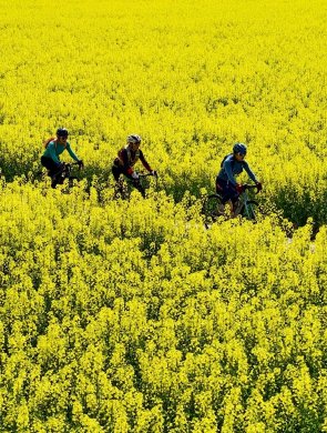 天马镇油菜花绽放乡村经济活力