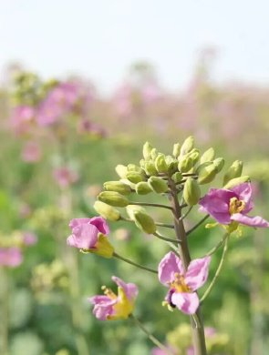 粉紫色油菜花 就在金堂这里
