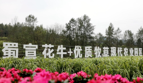 蜀宣花牛+優質牧草現代農業園區
