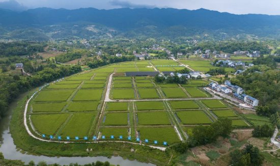 大竹稻虾水产示范基地