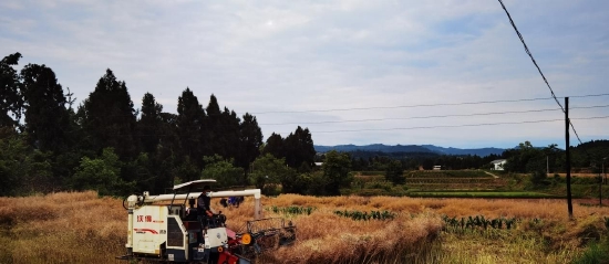 油菜机械化收获