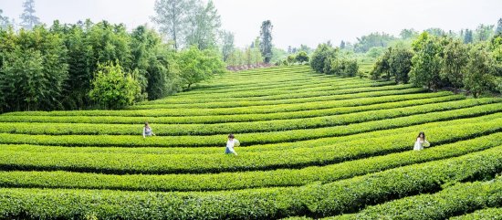 四川石棉：山高春迟茶飘香