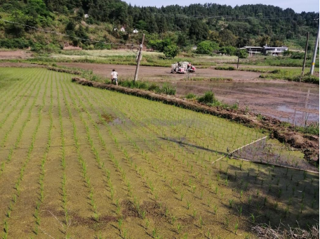 射洪市青岗镇:土地撂荒我不怕 干群团结力量大