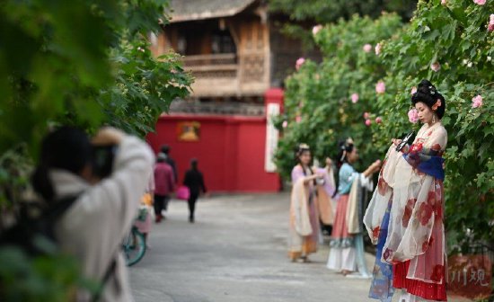 芙蓉花重锦官城 红墙青瓦映芙蓉