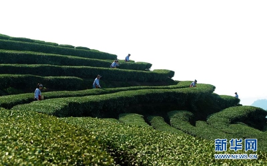 泸州市纳溪区特早茶抽新芽 茶农采茶忙