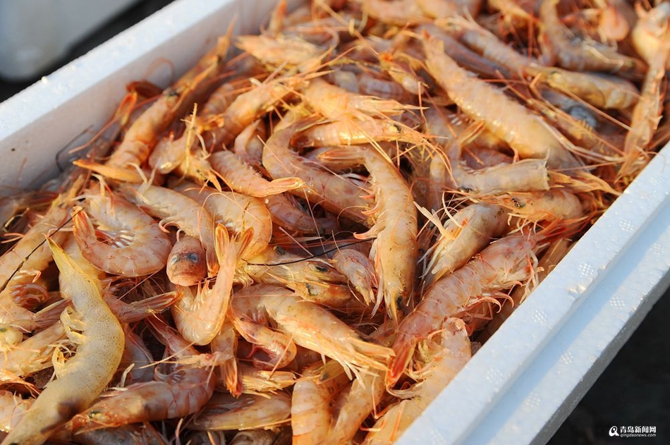 青岛本地蛎虾初冬大丰收 上岸价每斤16元