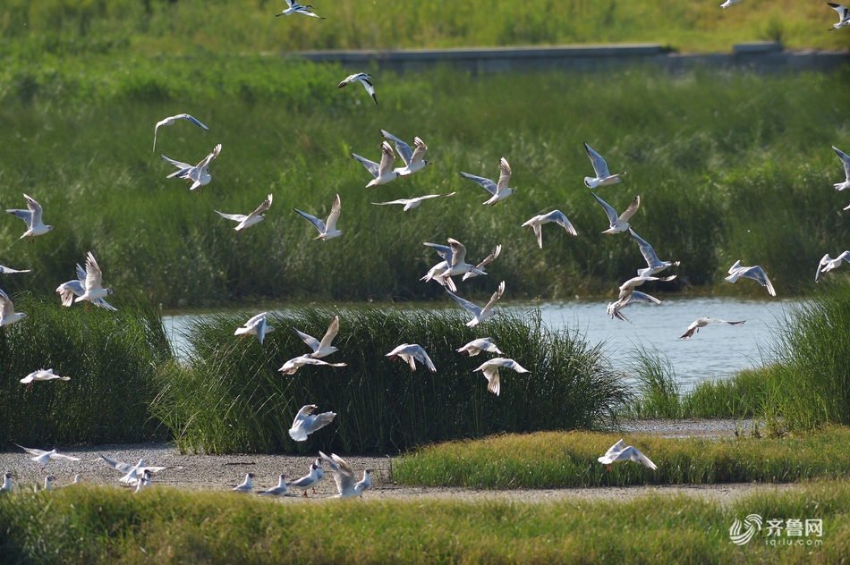 鸥鹭聚集青岛墨水河入海口湿地 趁退潮捕食鱼虾