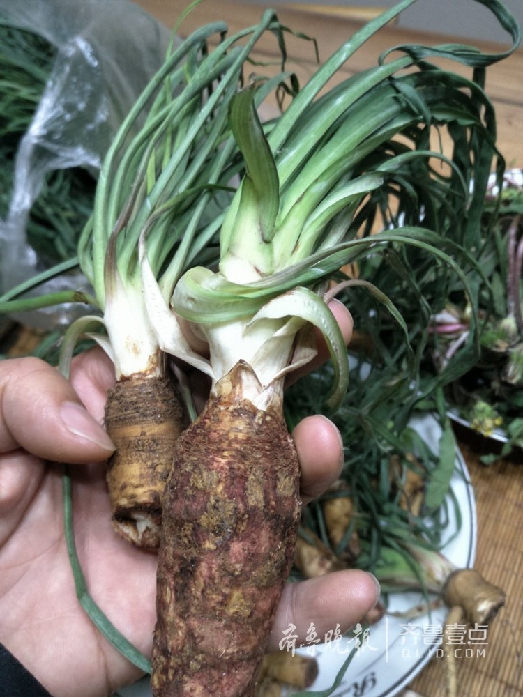 形似人参的野菜"兔奶" 你认识吗