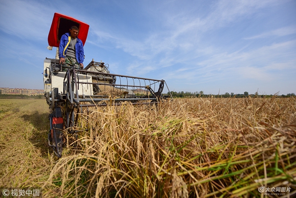 烟台有机旱稻喜获丰收