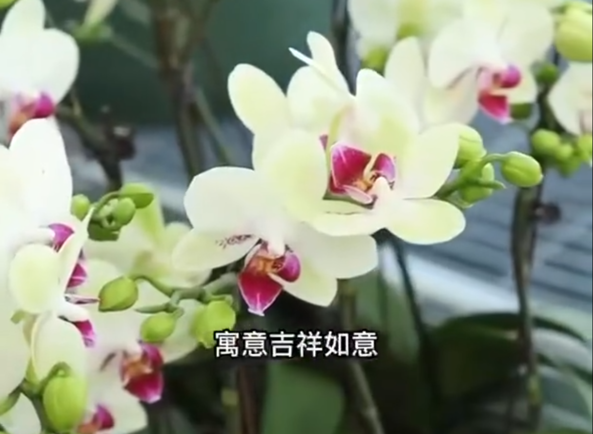 【花韵好生·#黄河大集#】一起来“探店”花卉智慧温室大棚！