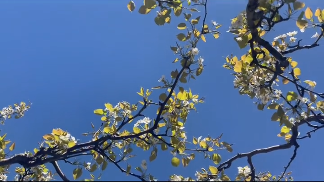 2023V行滨州 ·走进滨州阳信梨园