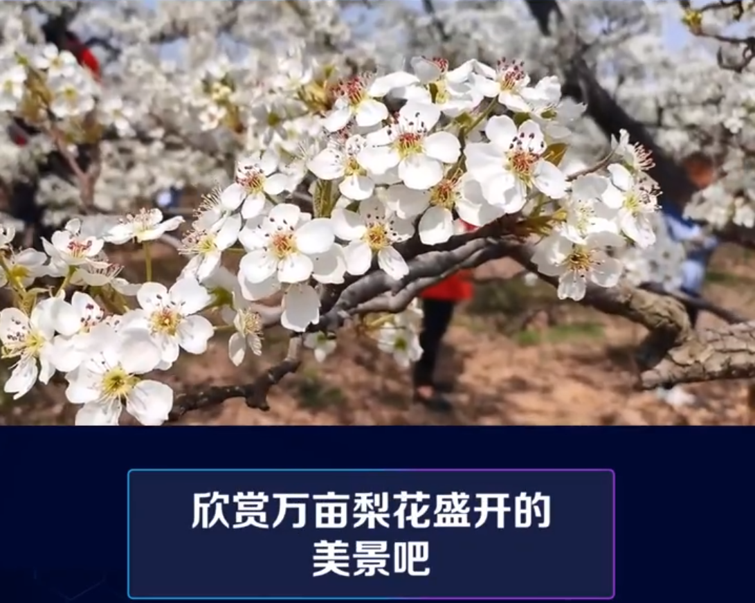 今天，小编来给大家介绍一处好去处——鸭梨之乡山东阳信。