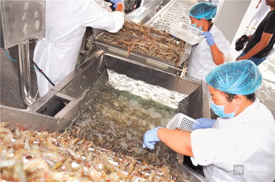 渤海水产南美白对虾加工生产线.