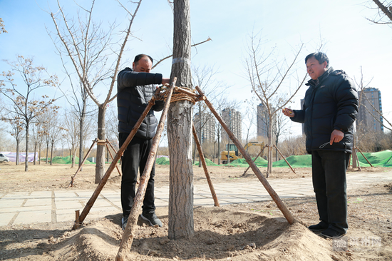 园林工人为新栽的银杏树作支撑.