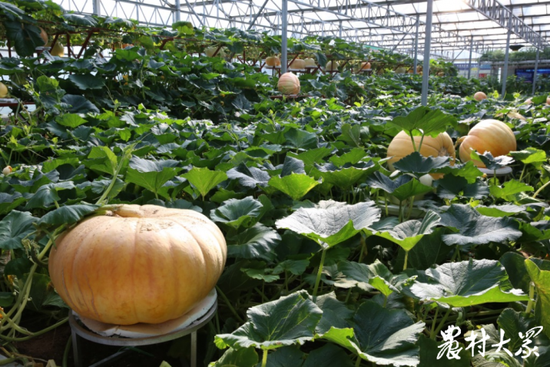 寿光市蔬菜高科技示范园十号馆内的巨型南瓜.