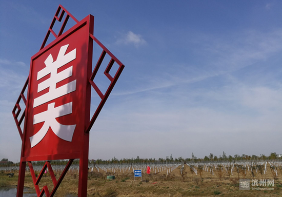 滨州阳信县奖补政策推进林业生产提档升级