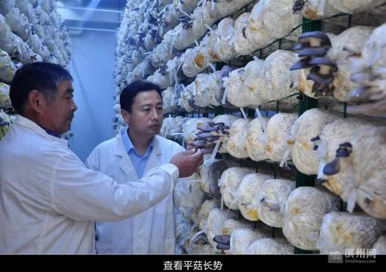 乡村振兴看乔庄王平村:兴产业 鼓腰包 提精神